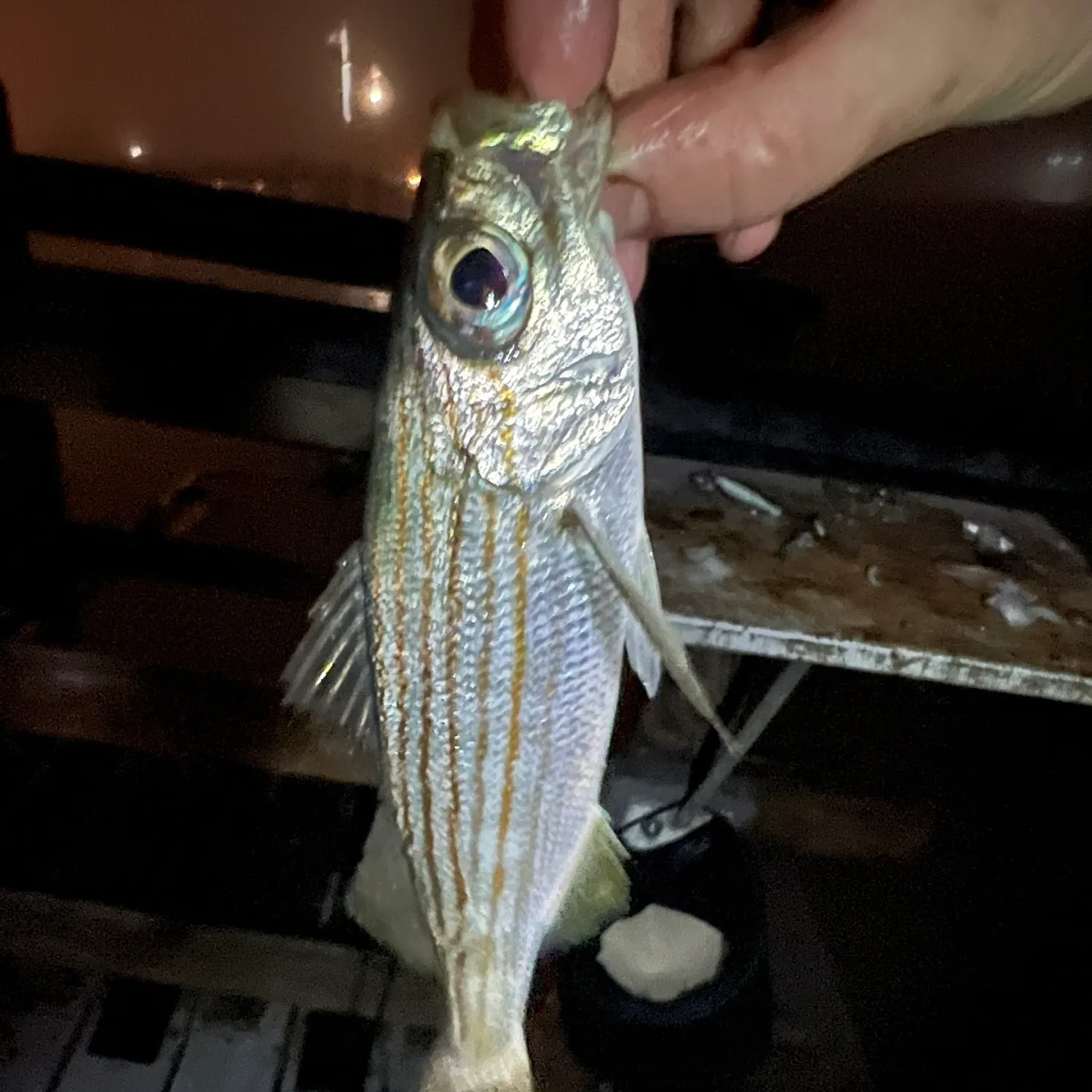 The most recent Californian salema catches on Fishbrain