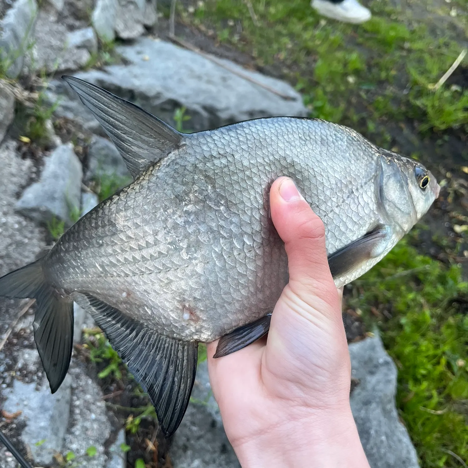 The most recent Common bream catches on Fishbrain
