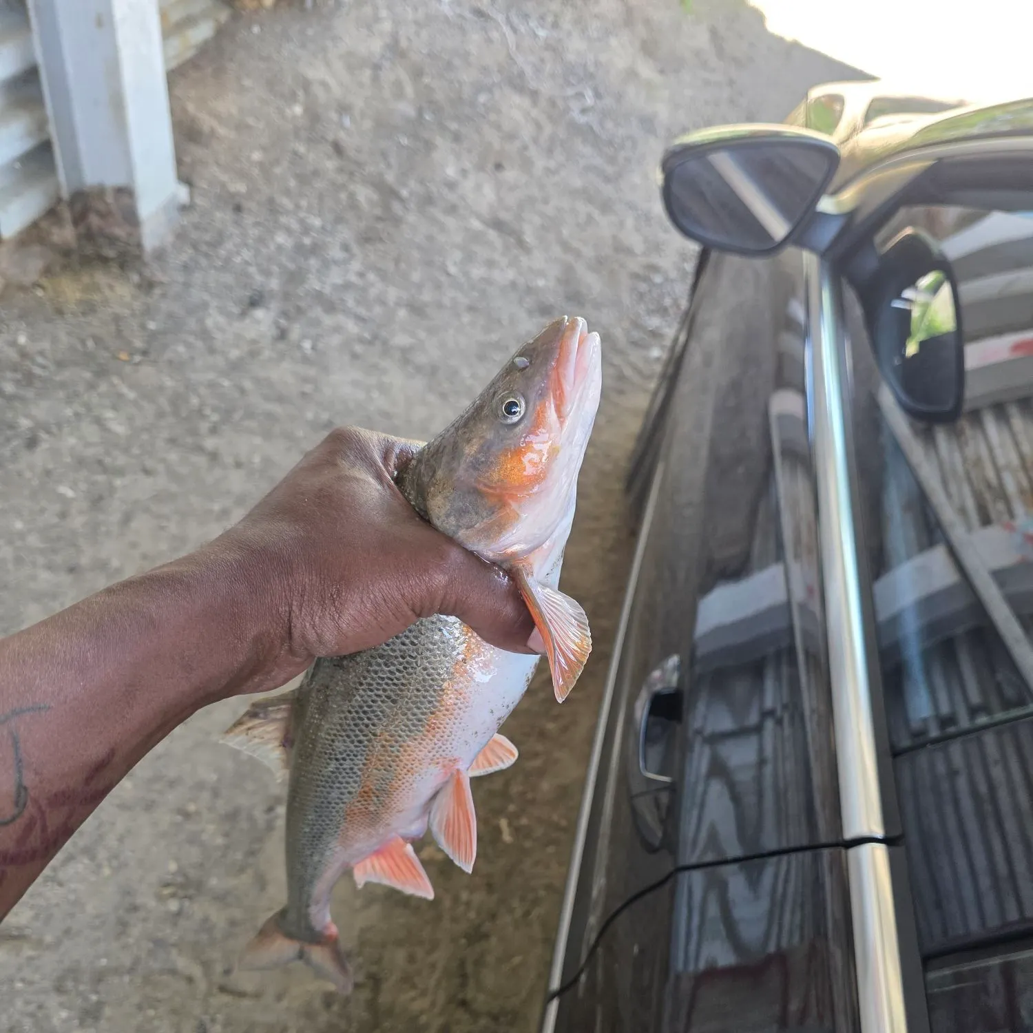 catch