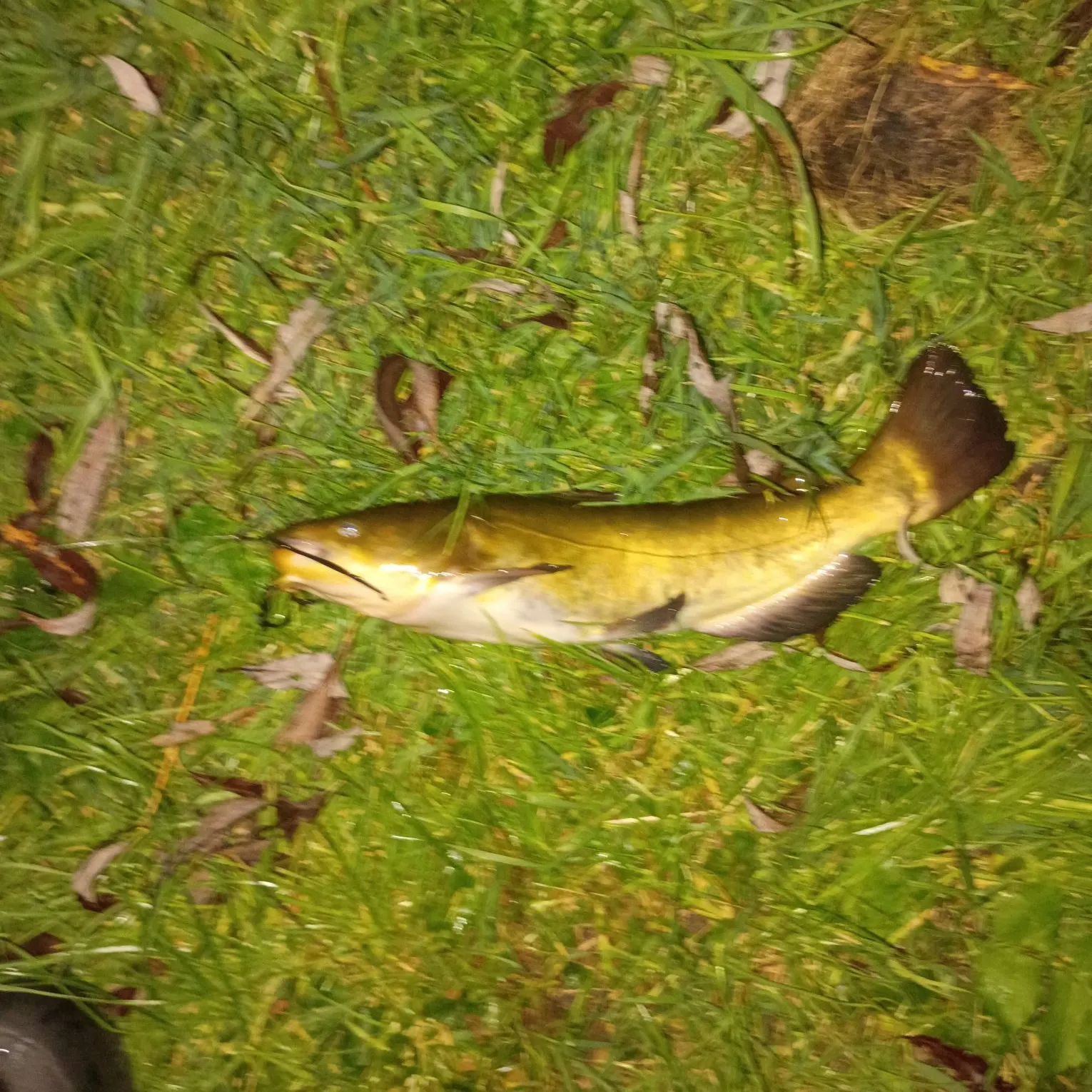 Yellow bullhead caught on Fishbrain