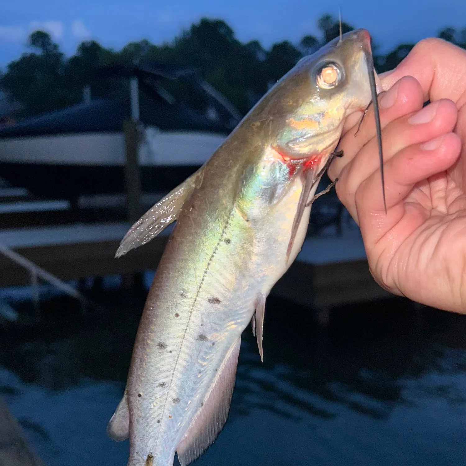 Channel catfish caught on Fishbrain