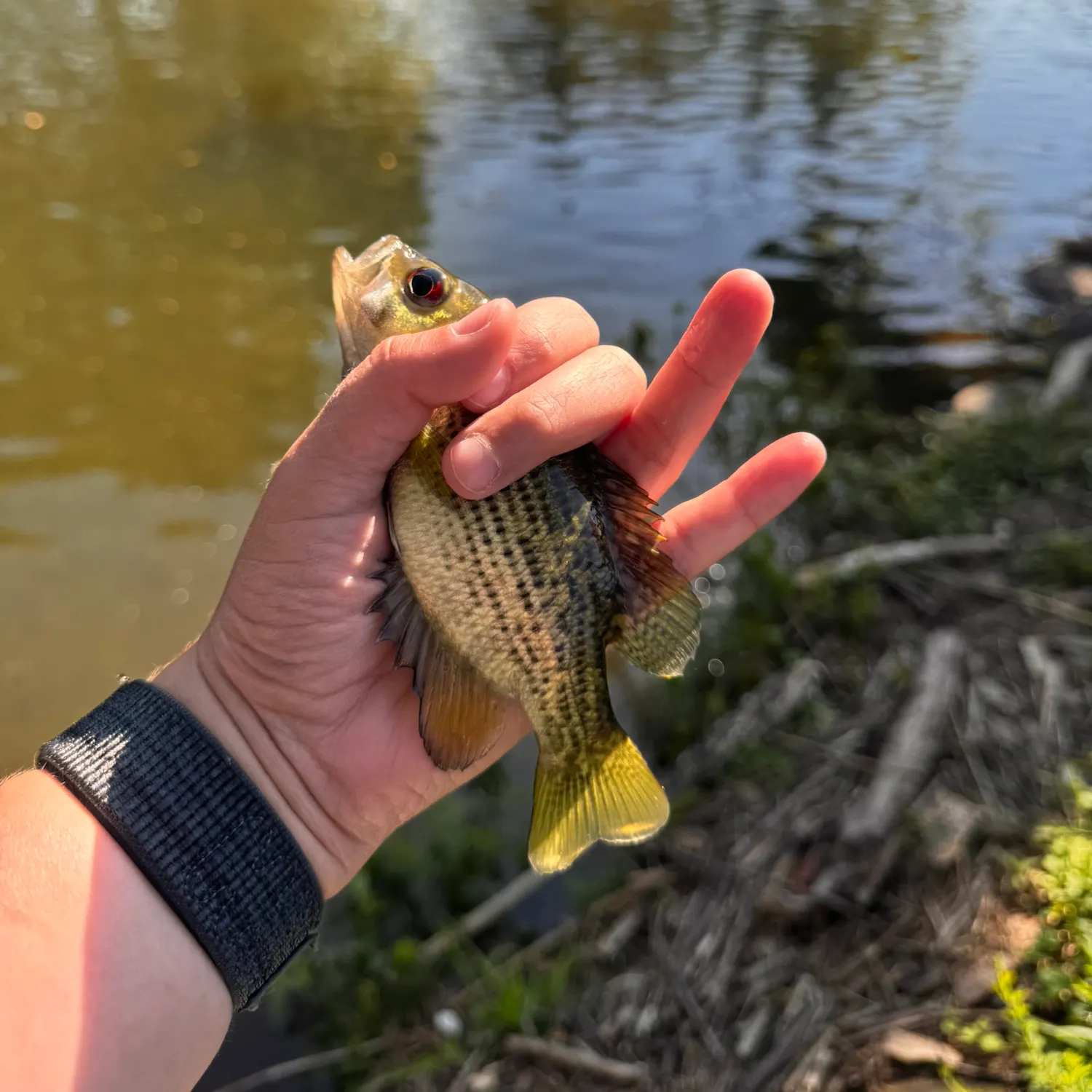 Rock bass caught on Fishbrain