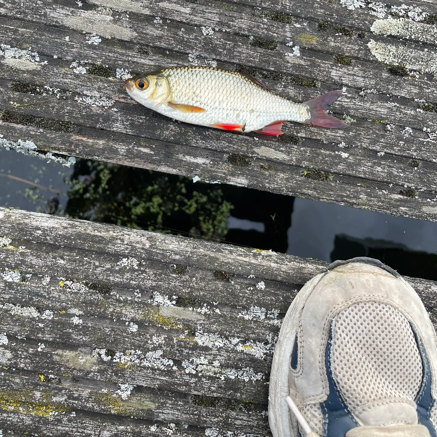 Fish caught on Fishbrain