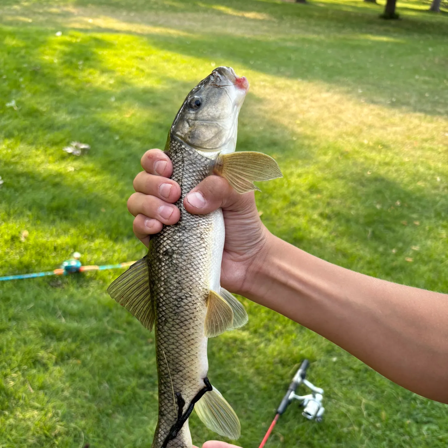 The most recent White sucker catches on Fishbrain