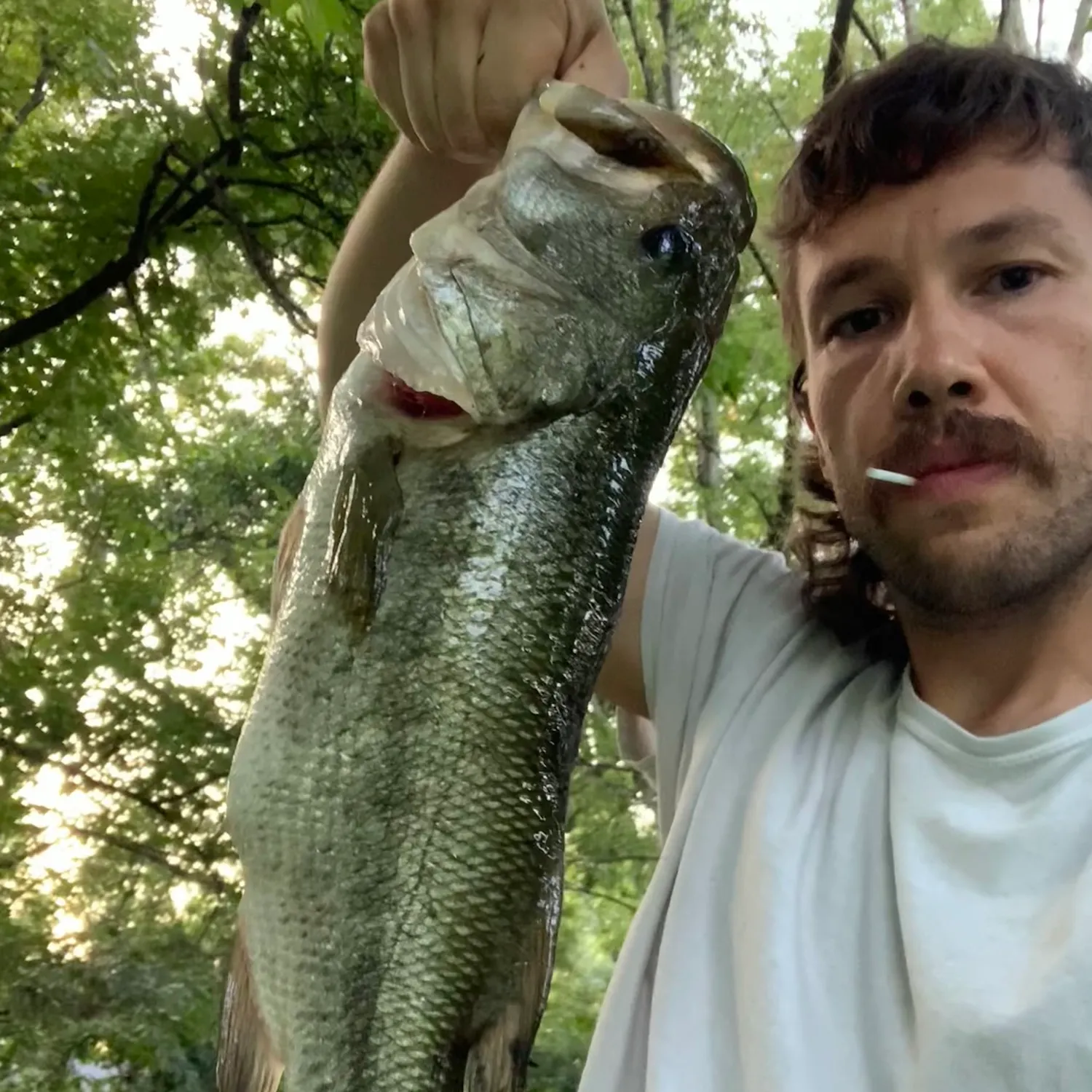 Largemouth bass caught on Fishbrain