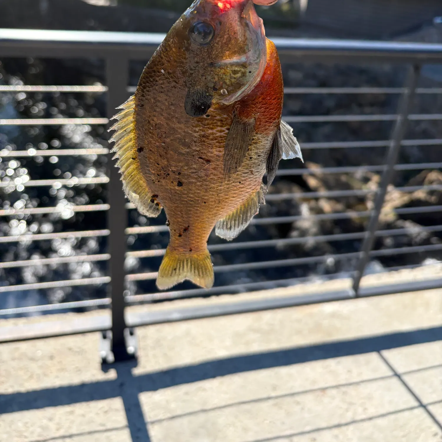 Bluegill caught on Fishbrain