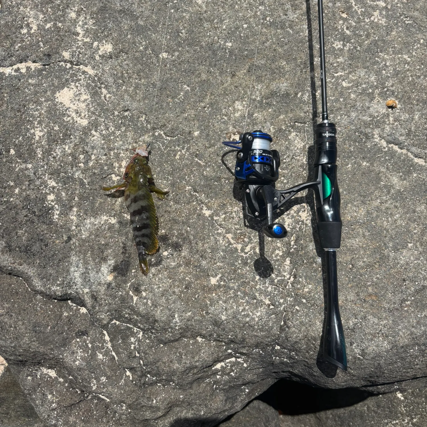 The most recent Hairy blenny catches on Fishbrain