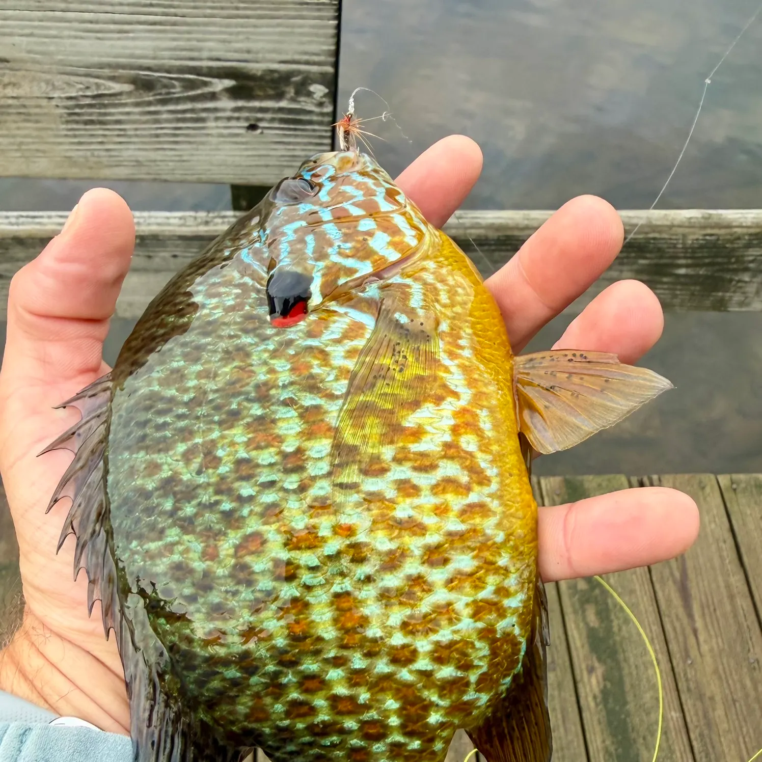Pumpkinseed caught on Fishbrain