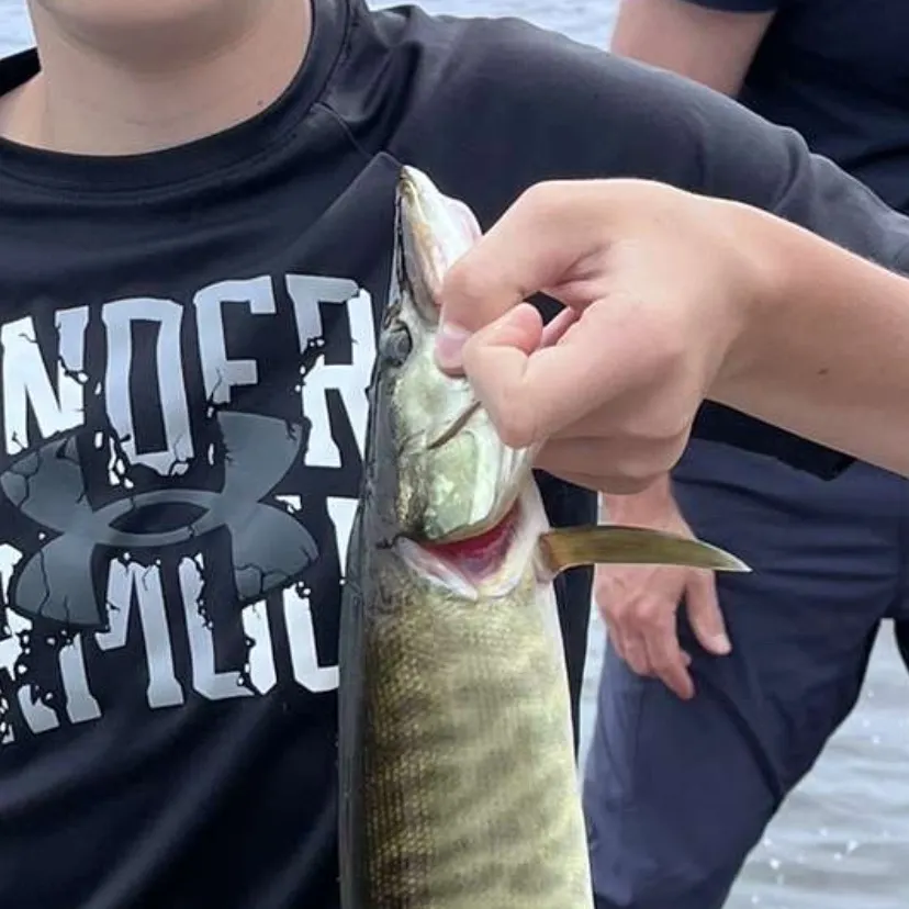 The most recent Muskellunge catches on Fishbrain