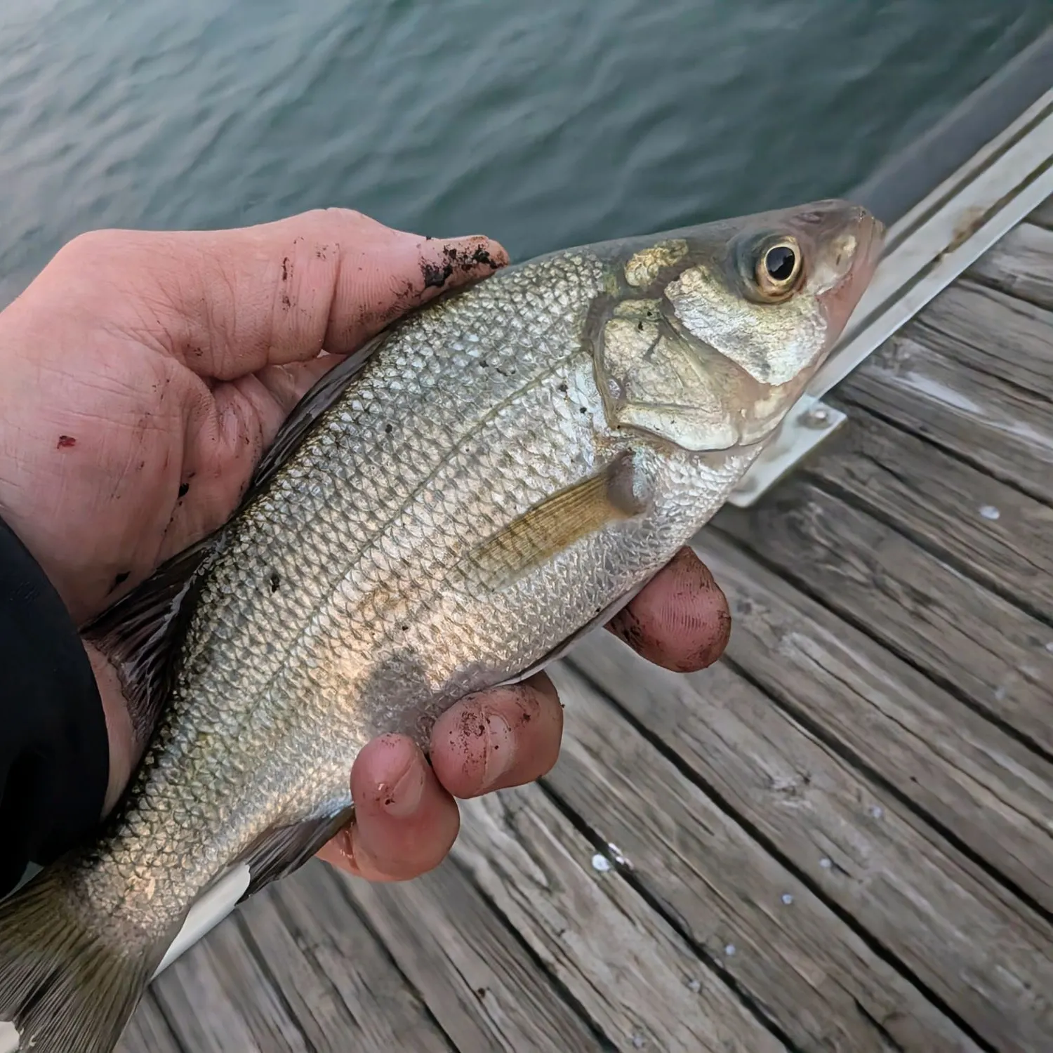 White perch caught on Fishbrain