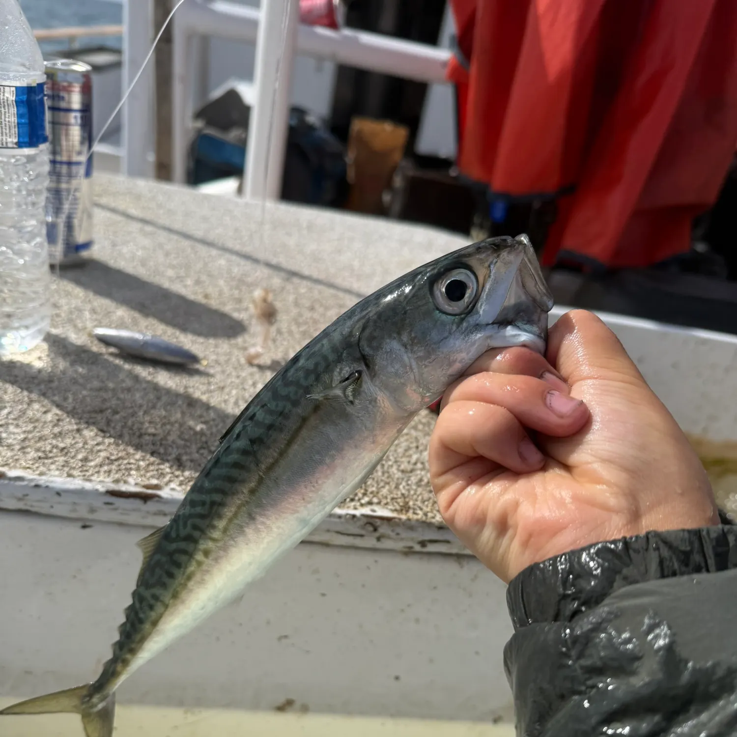 The most recent Pacific chub mackerel catches on Fishbrain