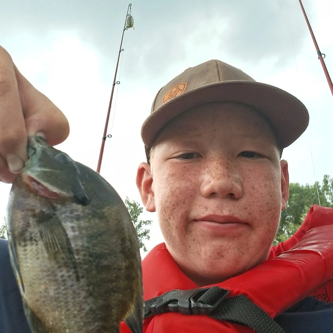 Bluegill caught on Fishbrain