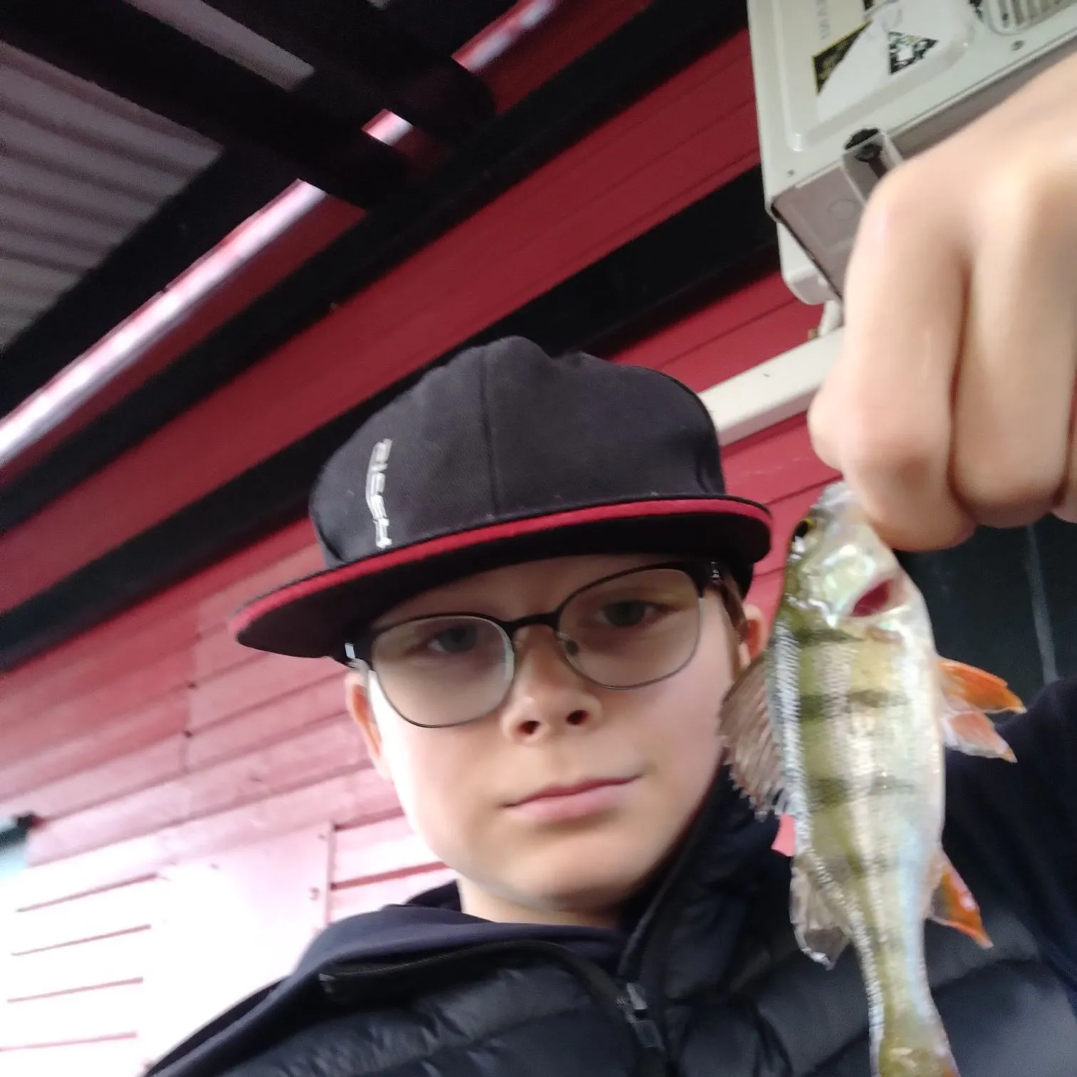 European perch caught on Fishbrain