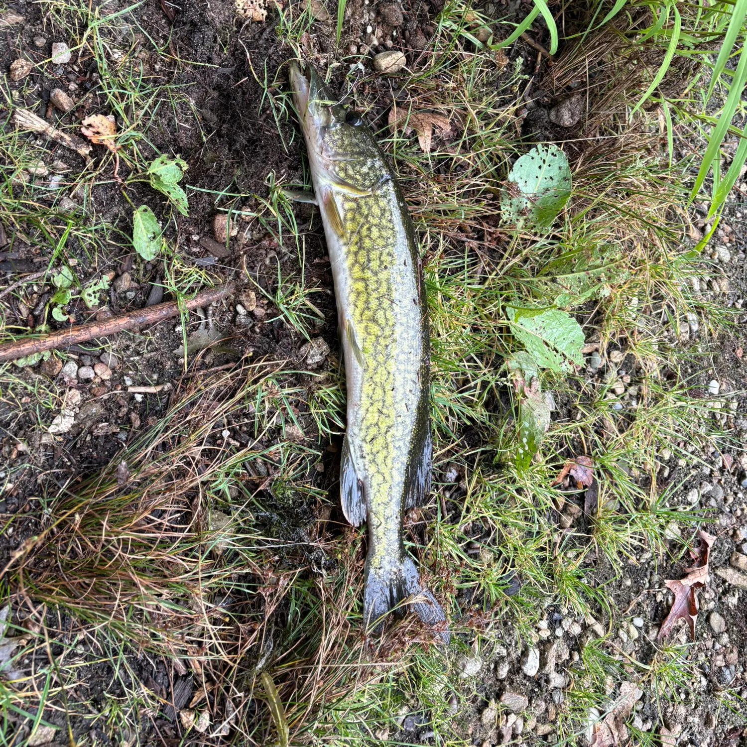 Chain pickerel caught on Fishbrain