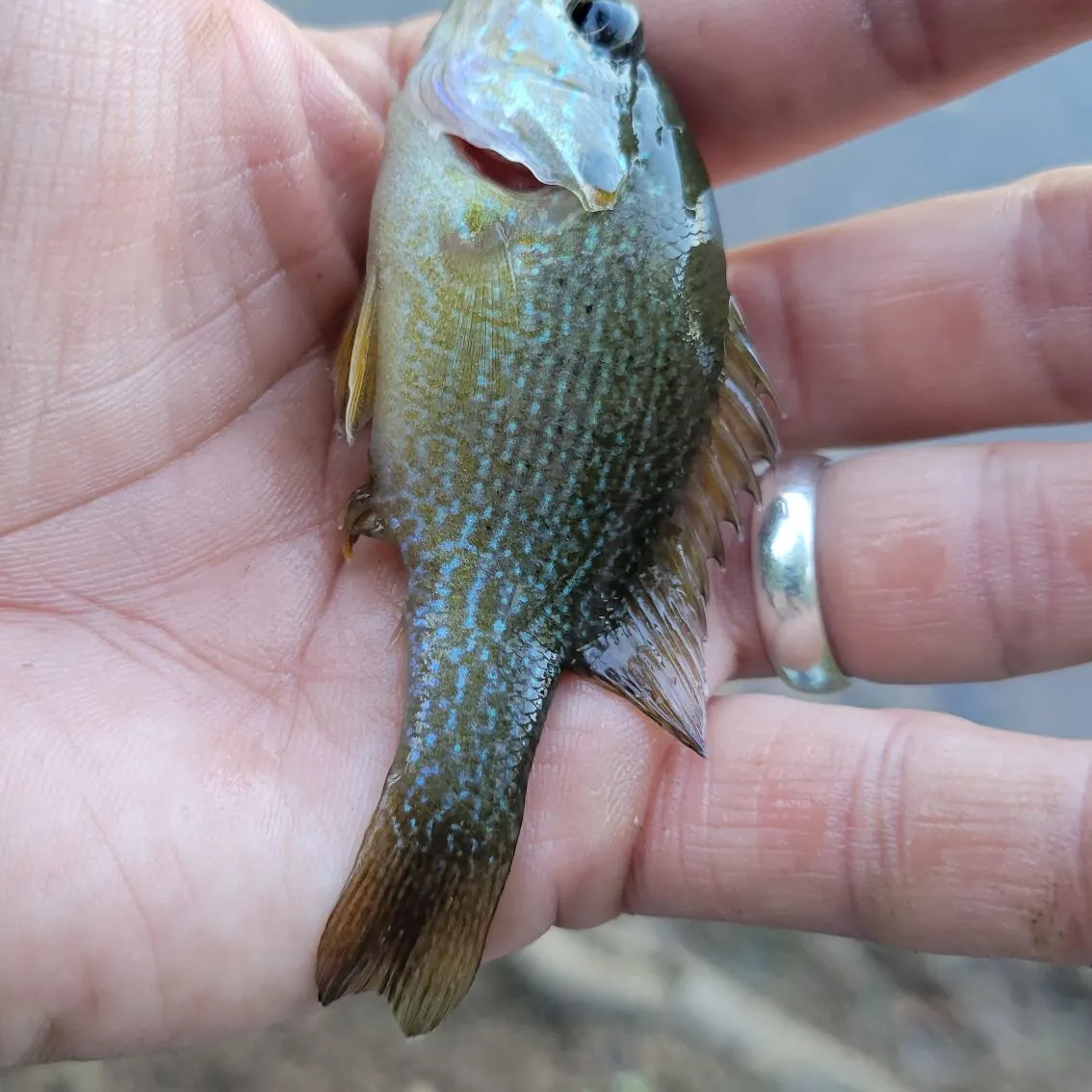 Green sunfish caught on Fishbrain