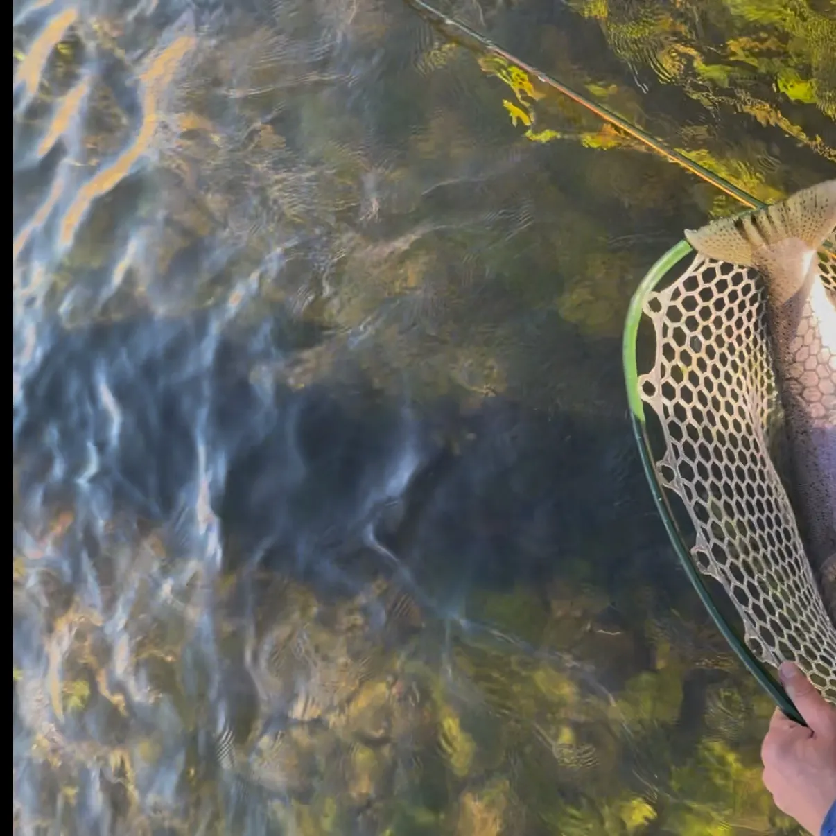 Steelhead caught on Fishbrain