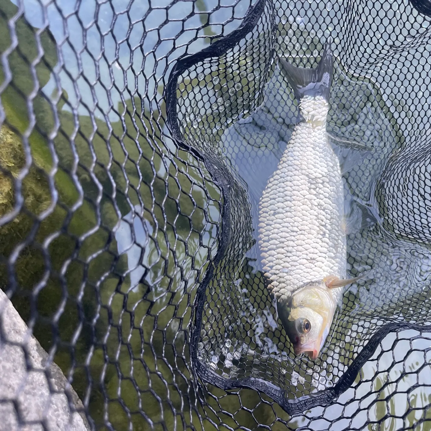 Common rudd caught on Fishbrain