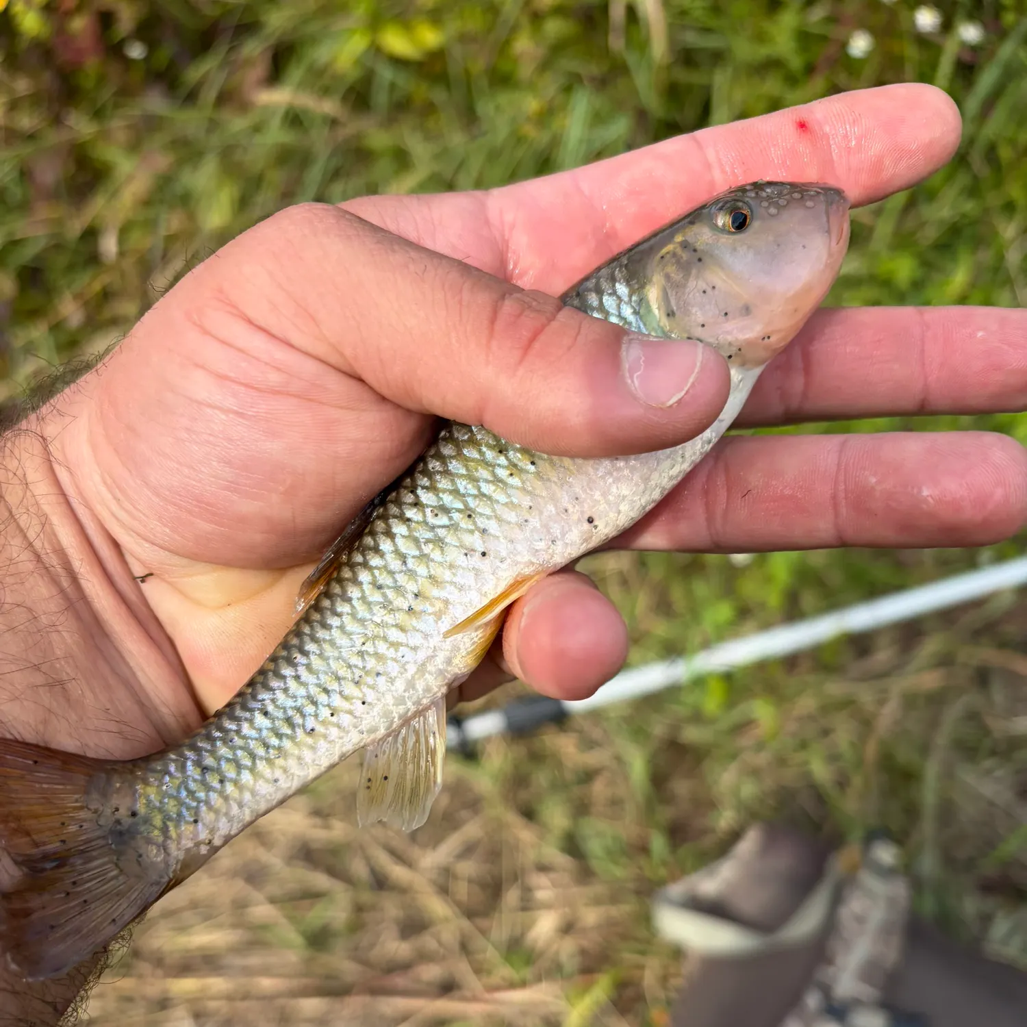 River chub caught on Fishbrain