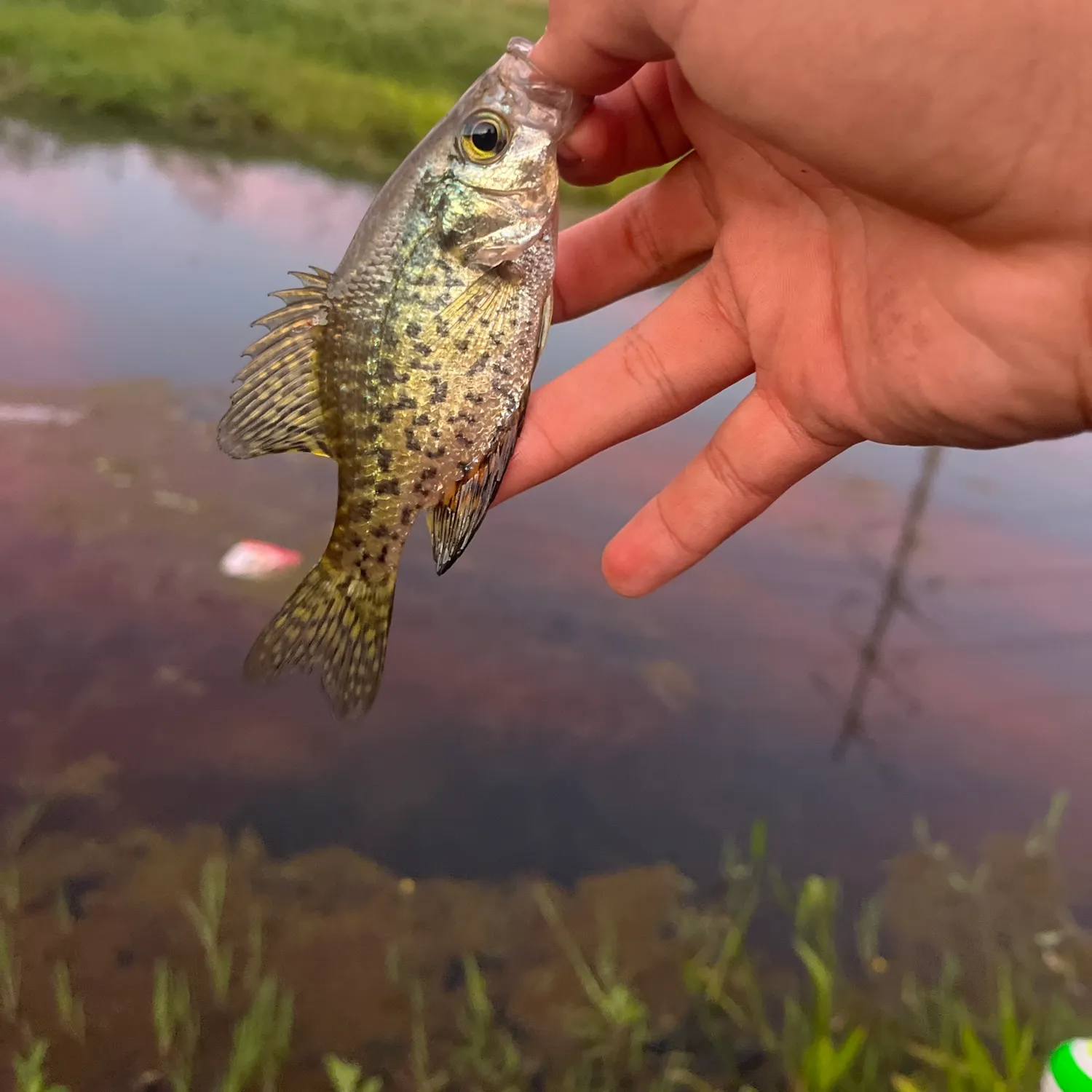 Black crappie caught on Fishbrain