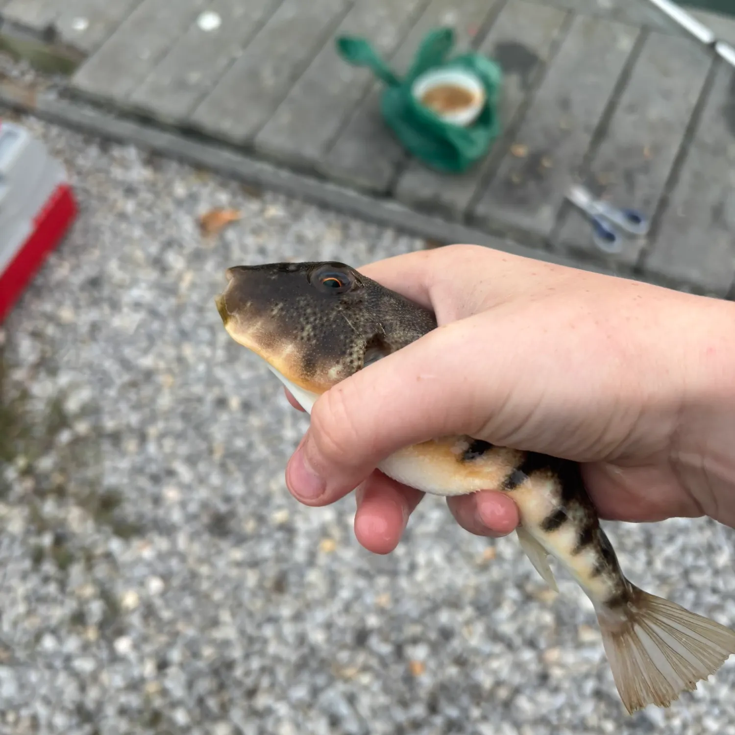 Northern puffer caught on Fishbrain