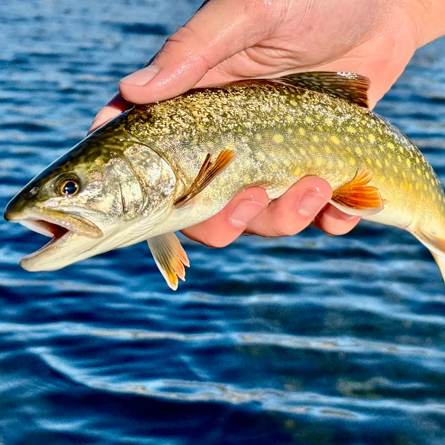 The most recent Splake catches on Fishbrain