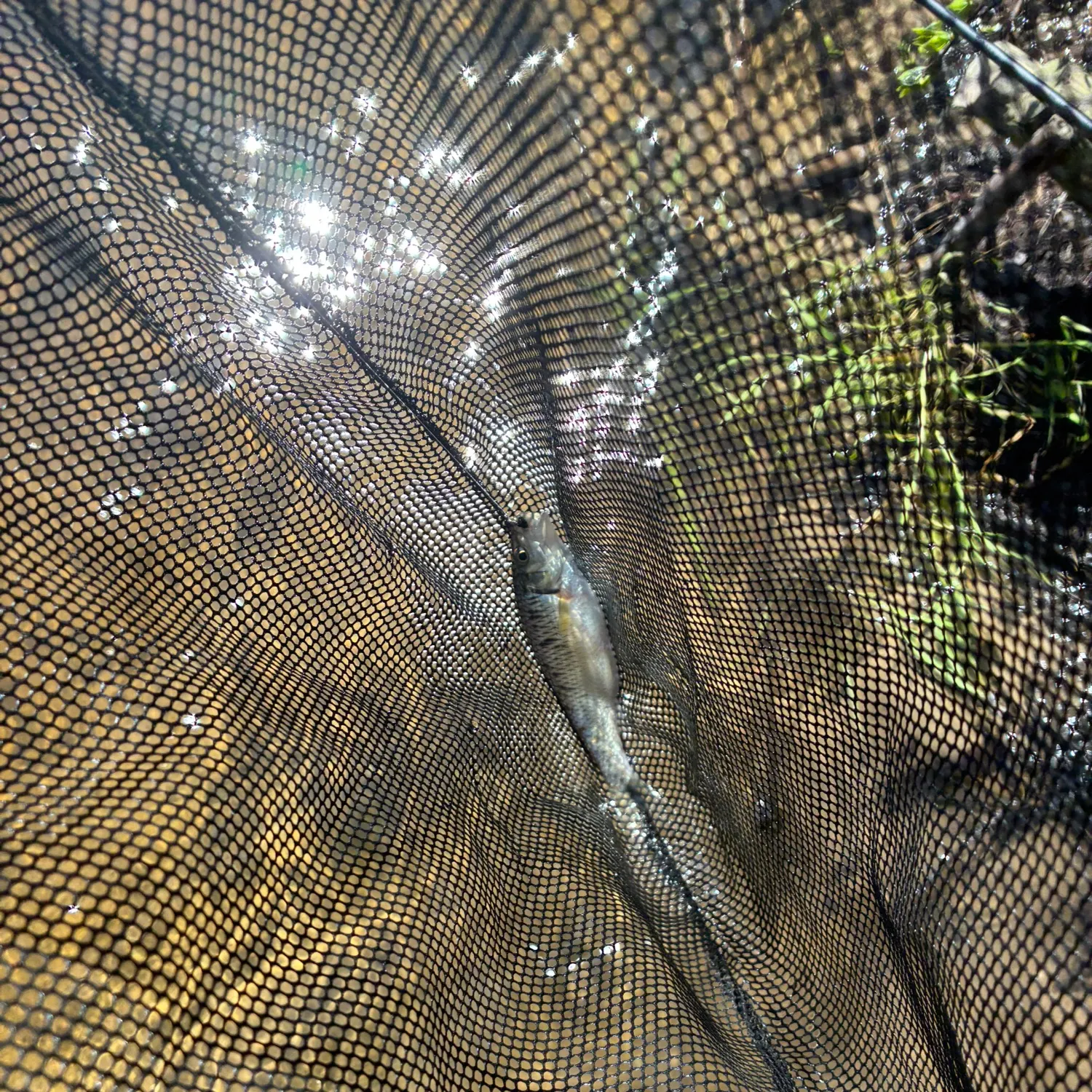 The most recent Common shiner catches on Fishbrain