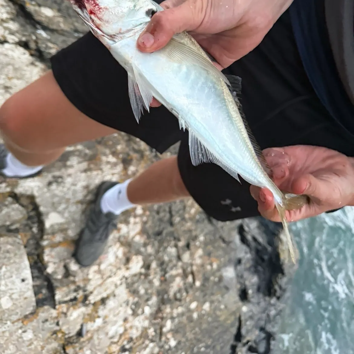 Poor cod caught on Fishbrain