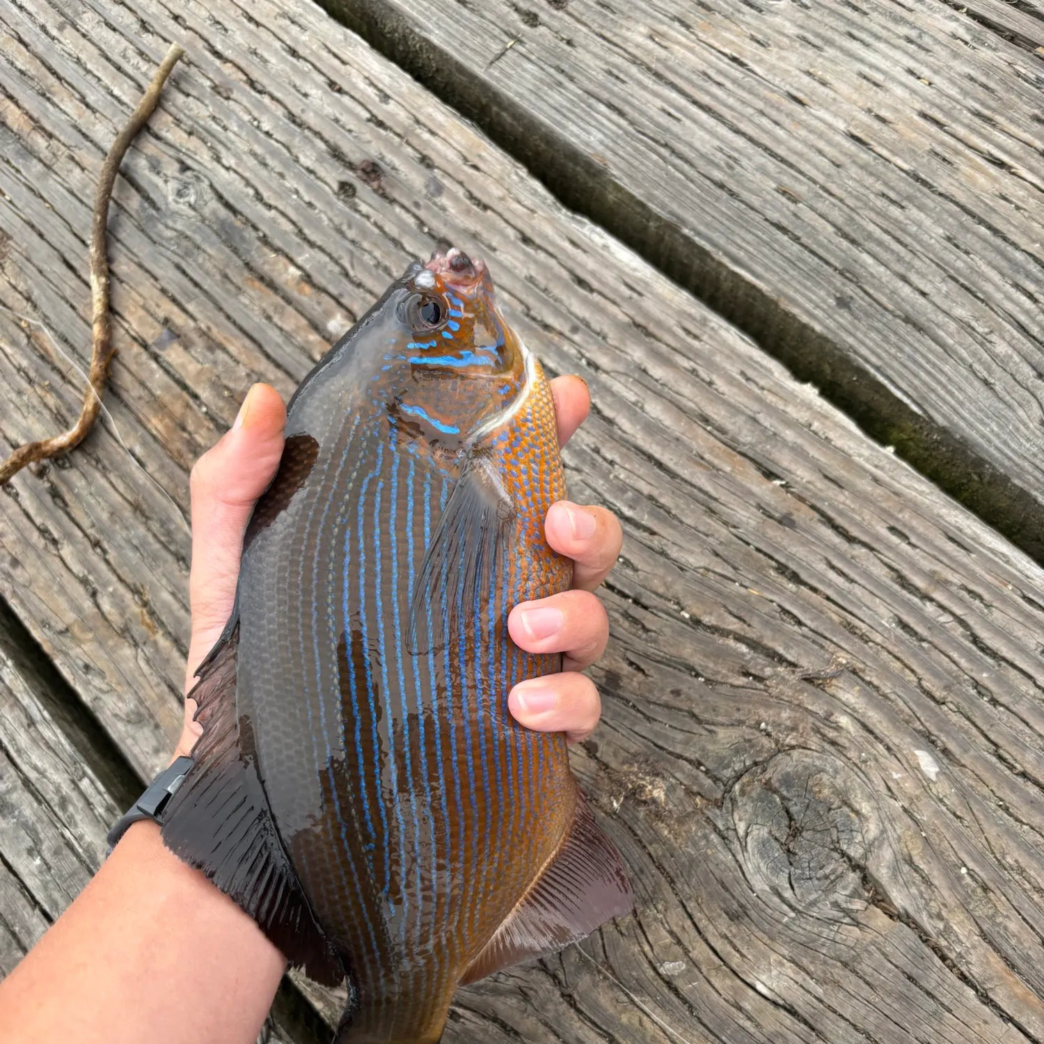 recently logged catches