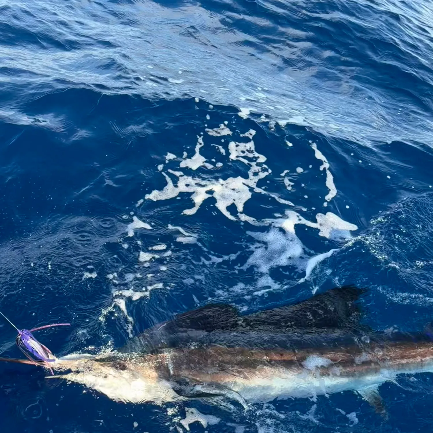 The most recent Atlantic blue marlin catches on Fishbrain