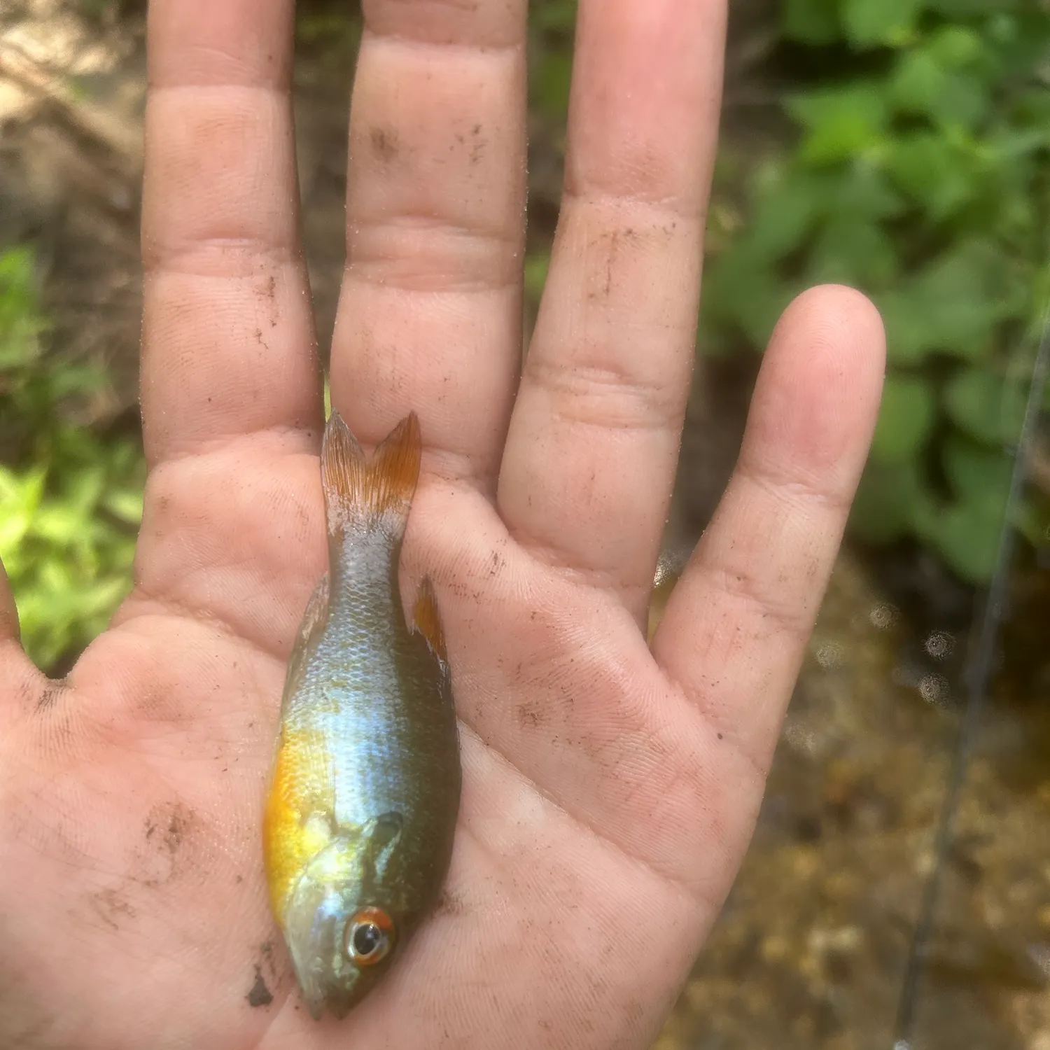 The most recent Redbreast sunfish x bluegill catches on Fishbrain