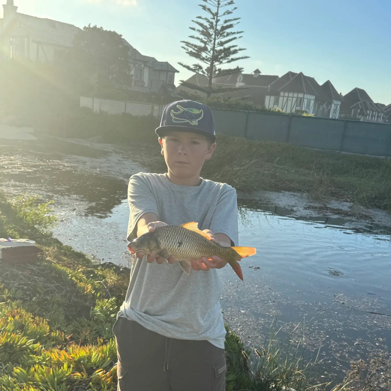Common carp caught on Fishbrain