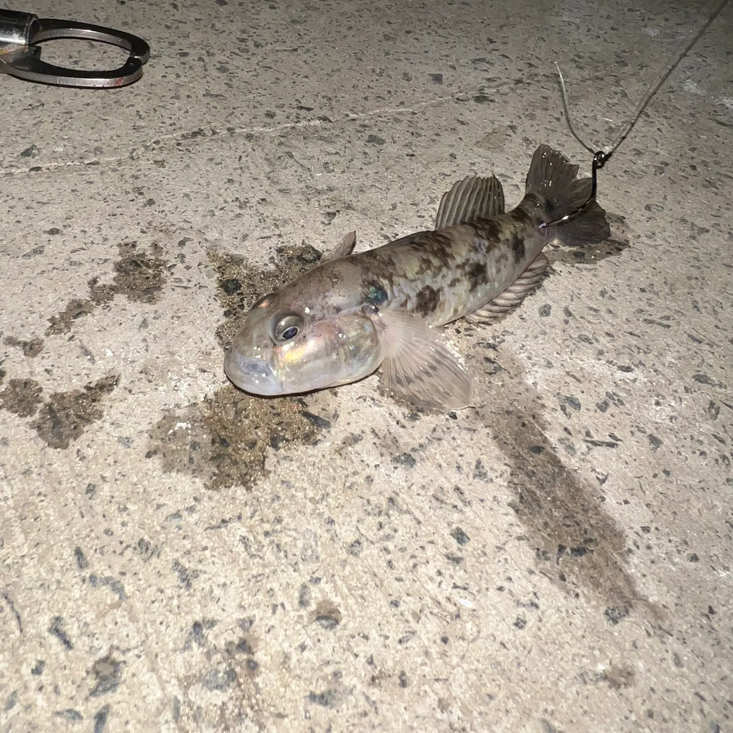 The most recent Pug-headed mudskipper catches on Fishbrain