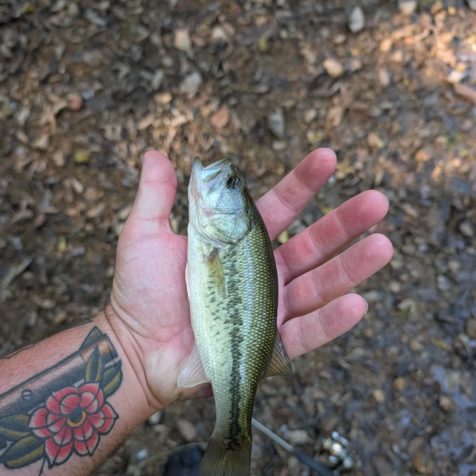 Spotted bass caught on Fishbrain