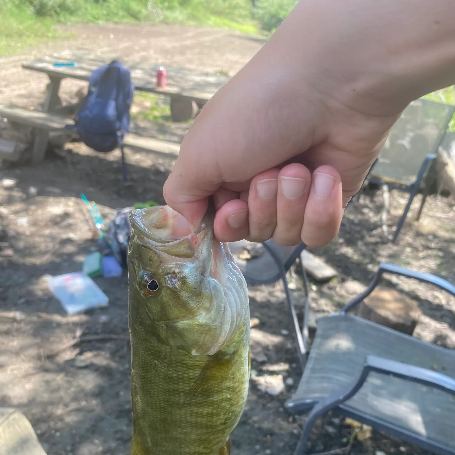 Smallmouth bass caught on Fishbrain