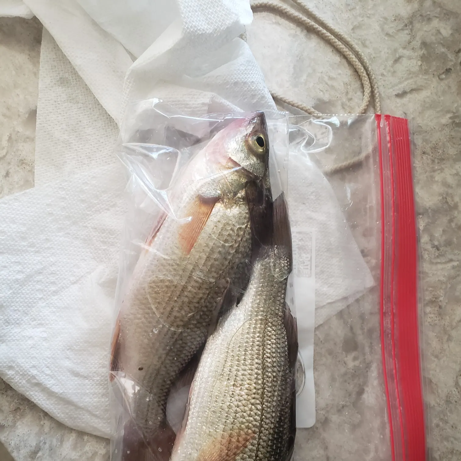 recently logged catches