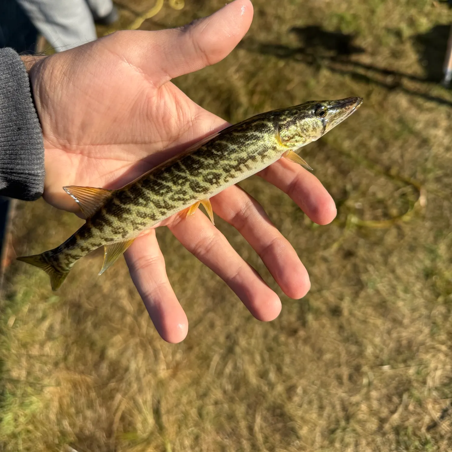 Grass pickerel caught on Fishbrain