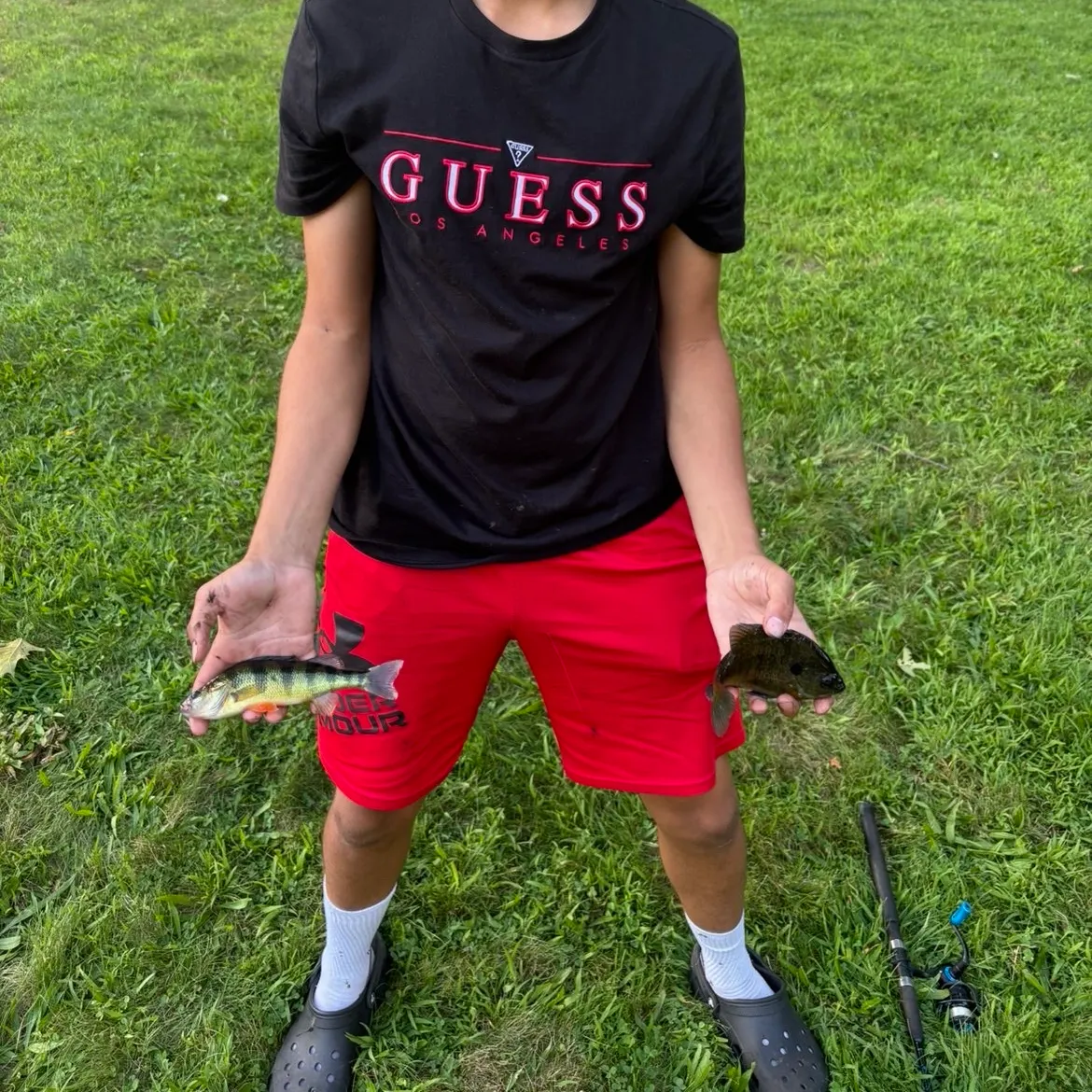 Yellow perch caught on Fishbrain