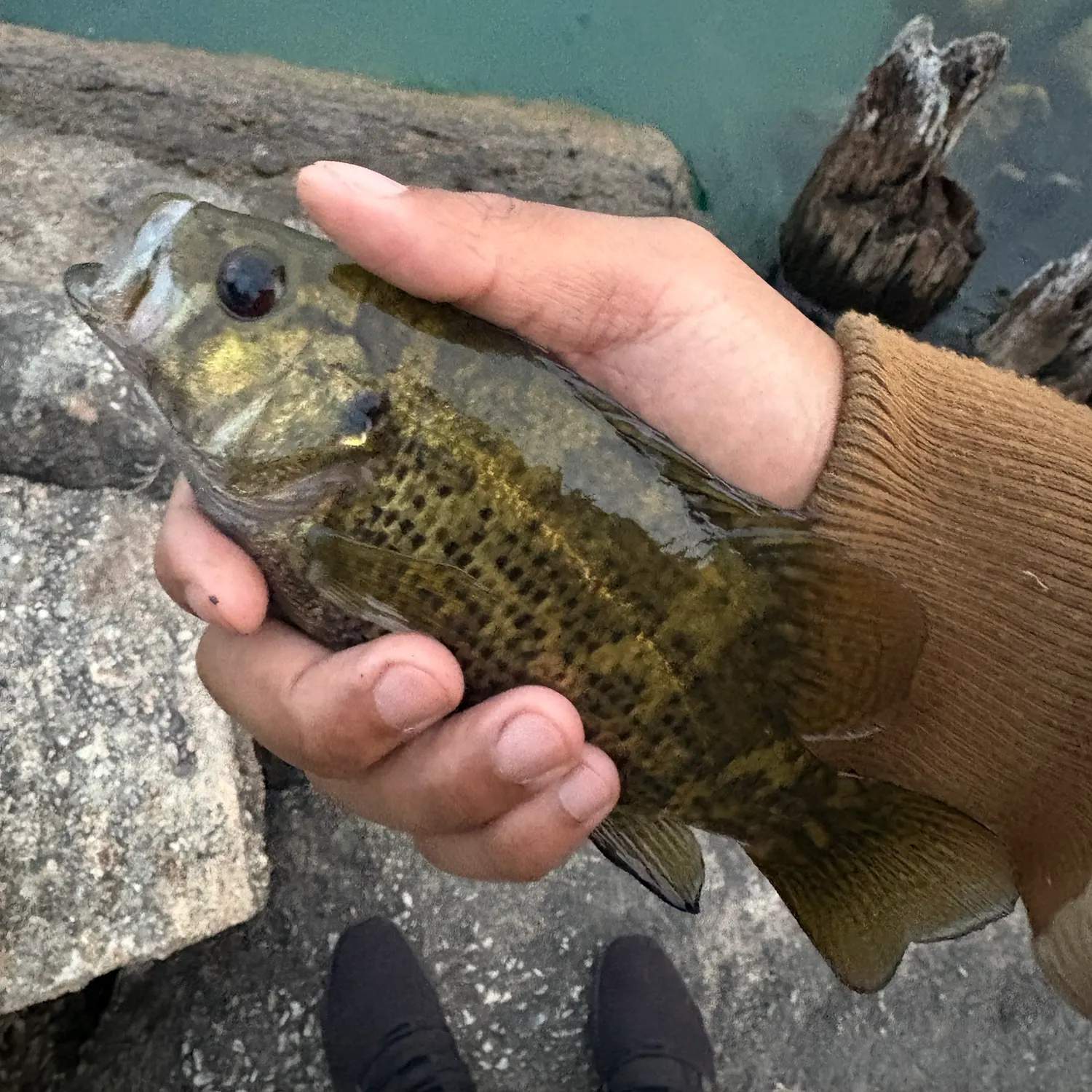 Rock bass caught on Fishbrain