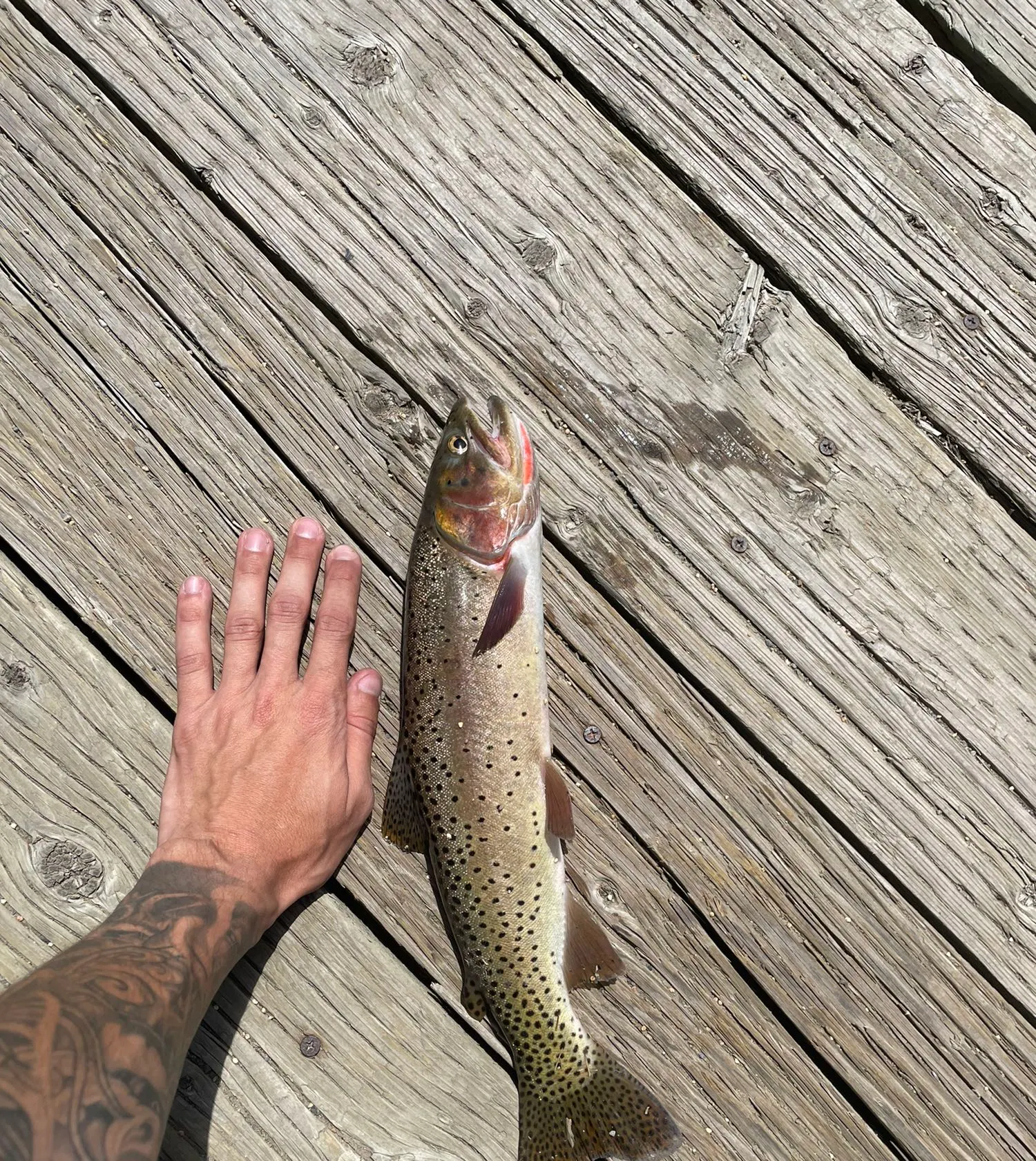 recently logged catches