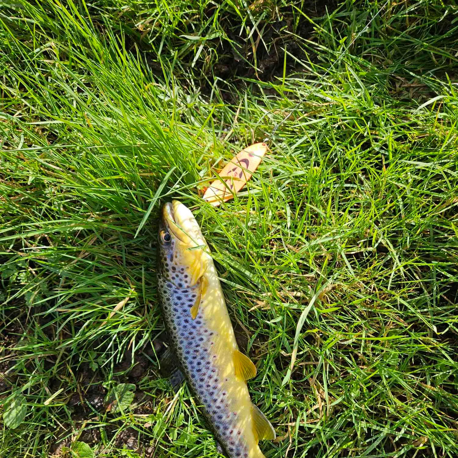 Brown trout caught on Fishbrain