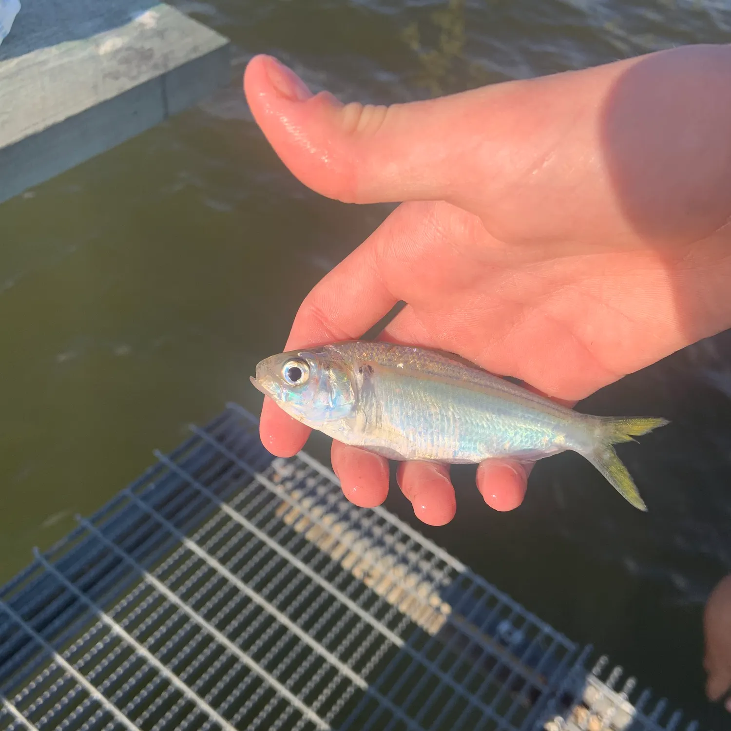 The most recent Gulf menhaden catches on Fishbrain