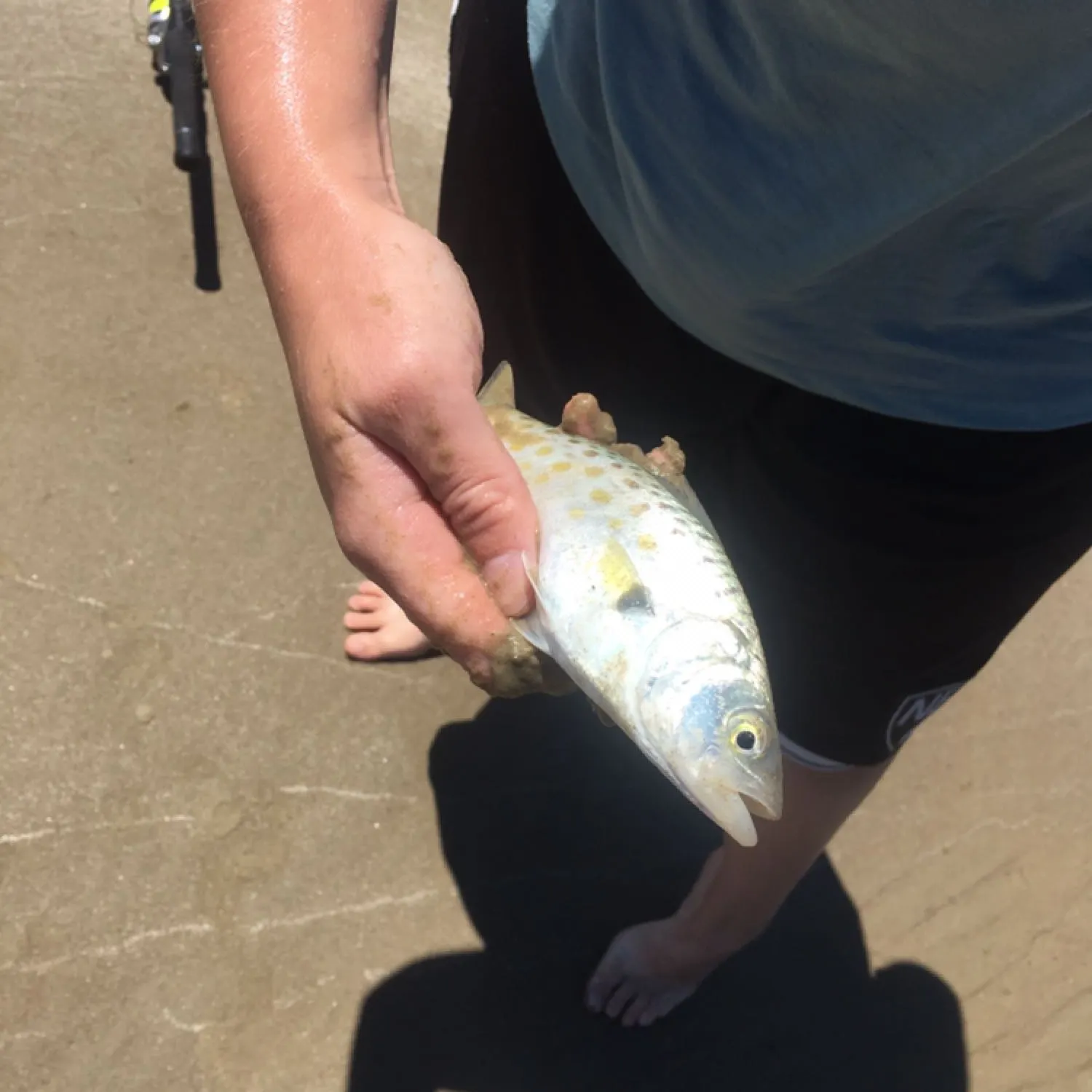 Eastern Australian salmon caught on Fishbrain