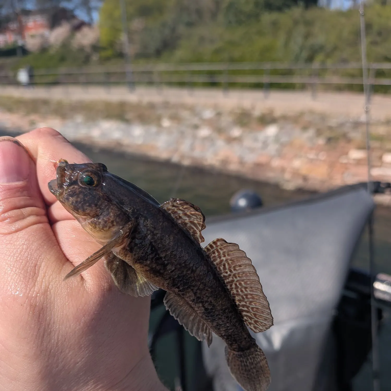 The most recent Black goby catches on Fishbrain