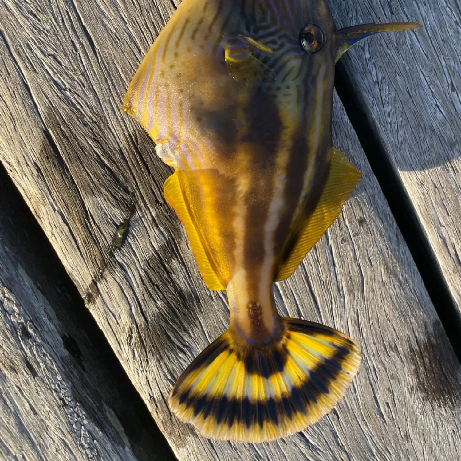 The most recent Horse-shoe leatherjacket catches on Fishbrain