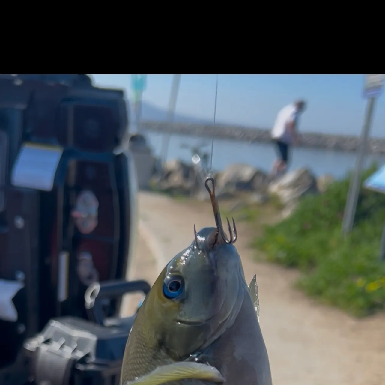 The most recent Opaleye catches on Fishbrain