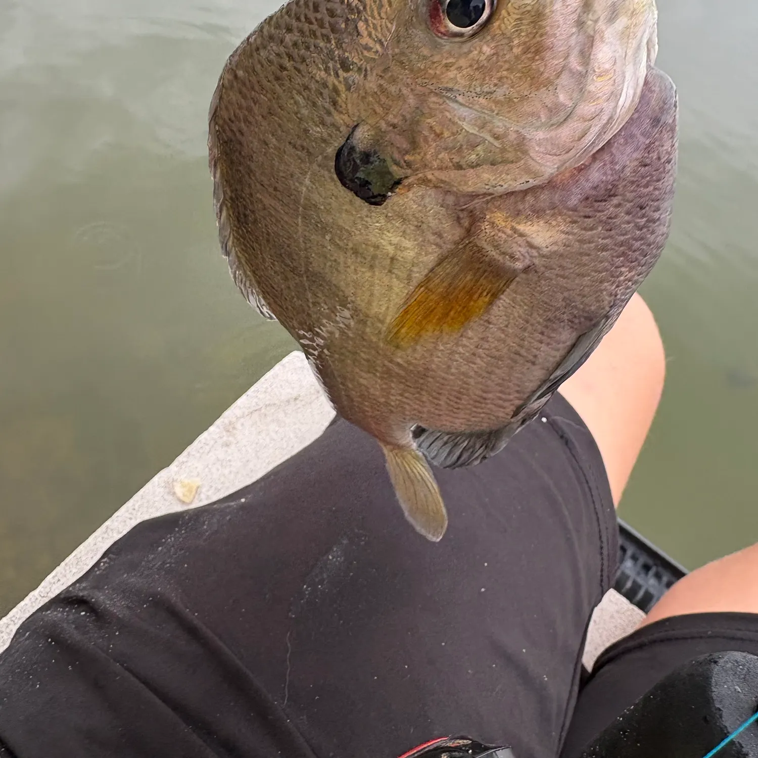 The most recent Coppernose bluegill catches on Fishbrain