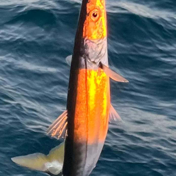 The most recent Pacific barracuda catches on Fishbrain