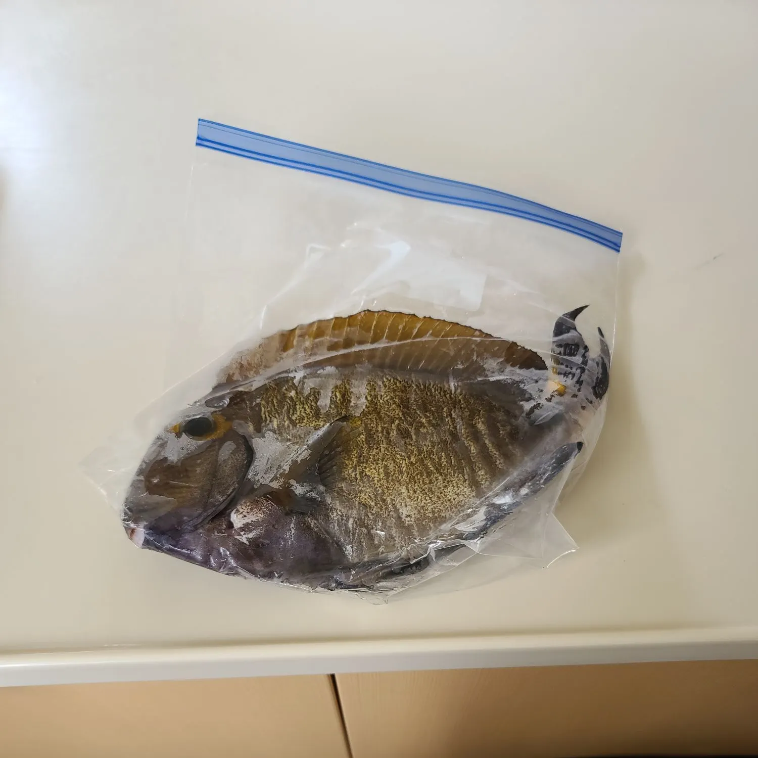 The most recent Eyestripe surgeonfish catches on Fishbrain