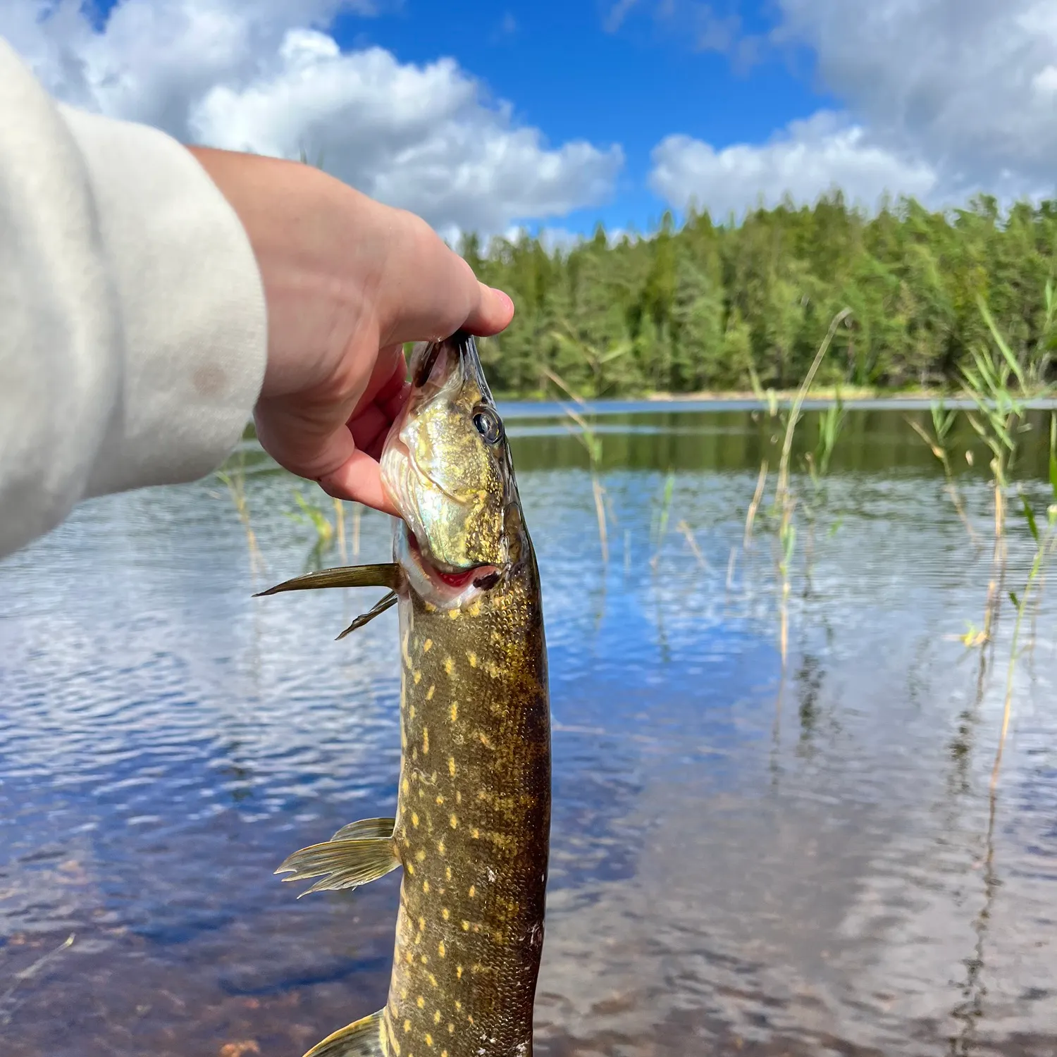 Northern pike caught on Fishbrain