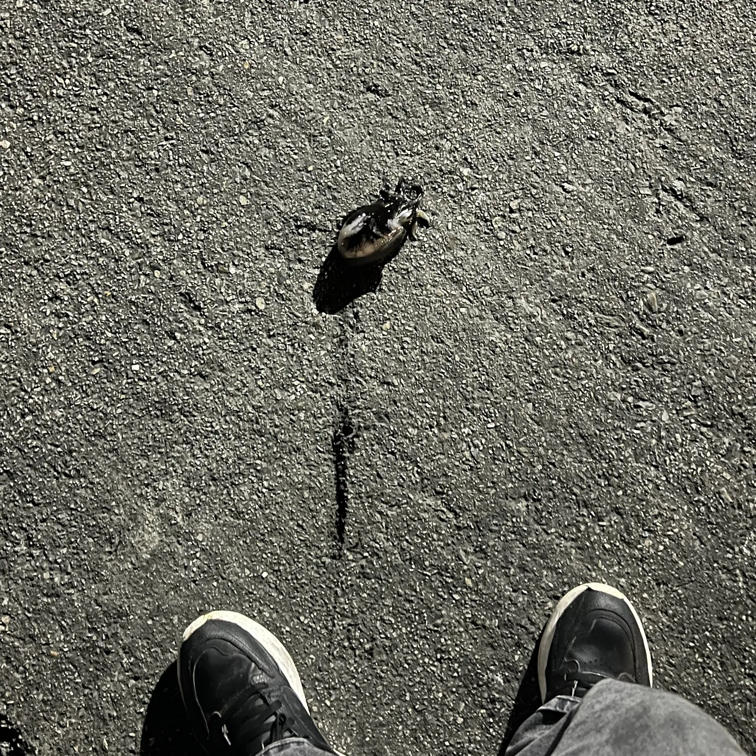 The most recent Common cuttlefish catches on Fishbrain